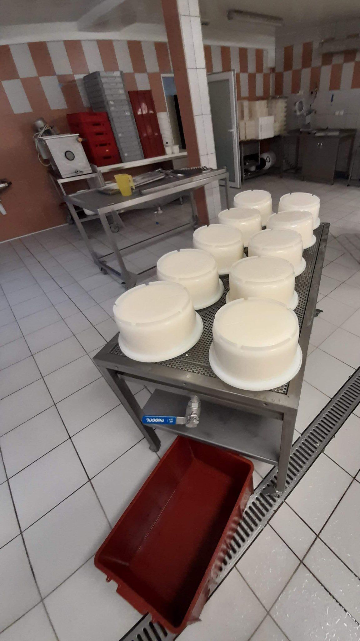 Zrající čerstvý sýr ve výrobně